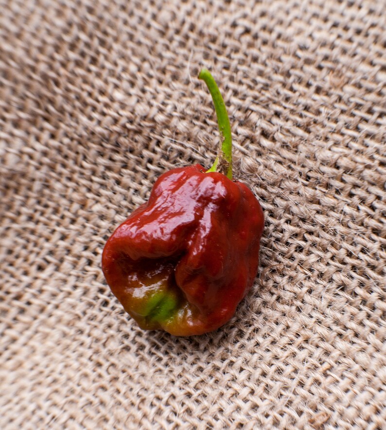 Chocolate Trinidad Scorpion Hot Pepper Premium Seed Packet ...