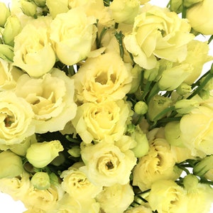 May include: A bouquet of pale yellow lisianthus flowers with green stems.