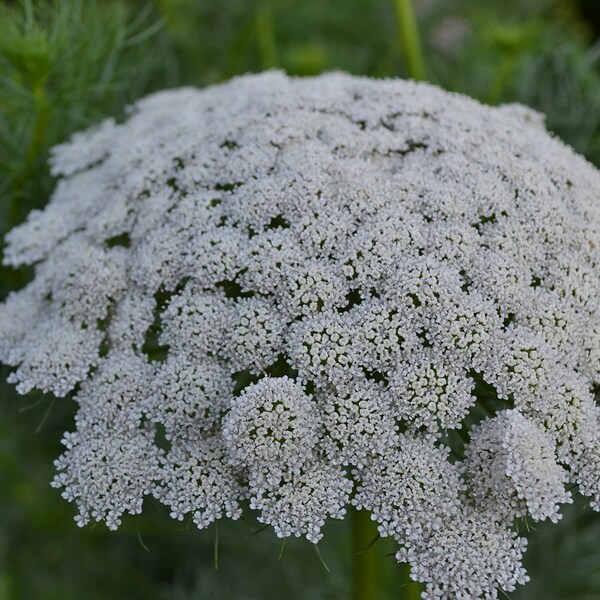 Ammi Green Mist False Queen Anne's Lace Bishop's Weed Premium 100 - Seed Packet