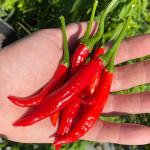 May include: A hand holding a bunch of red chili peppers. The peppers are all about the same size and have a glossy finish.