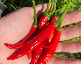 Calabrian Ristra Pepper Italian Picante Calabrese Spicy Pepper of Calabria Premium Seed Packet