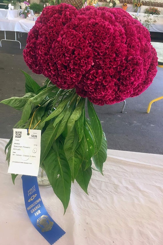 Gigante Rosso Celosia Cresta Di Gallo Da Monticello Premium Etsy