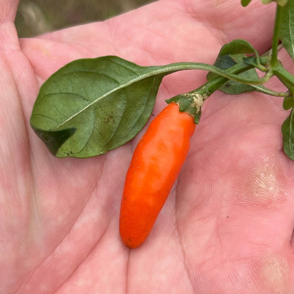 Orange Fifi Tabasco Chile Heirloom Pepper Premium Seed Packet