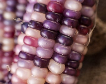 Amethyst Dream Purple Glass Gem Cherokee Indian Corn Heirloom Premium Seed Packet