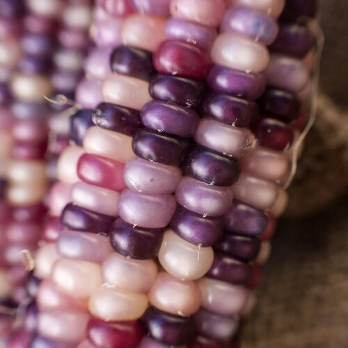 Amethyst Dream Purple Glass Gem Cherokee Indian Corn Heirloom Premium Seed Packet