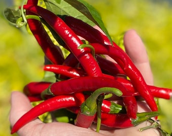 Może przedstawiać: Pęk jasnoczerwonych papryczek chili z zielonymi łodygami, trzymany w dłoni.