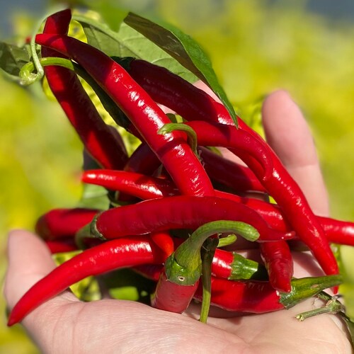 Szechwan Chile Plant Sichuan Chili Szechuan Heirloom Oriental Cuisine Pepper Premium Seed Packet