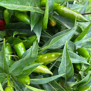 Guerrero Mexico Chile Salsero Hot Pepper Premium Seed Packet
