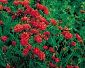 Red Tassel Flower Tasselflower Emilia Javanica Aster Premium Seed Packet