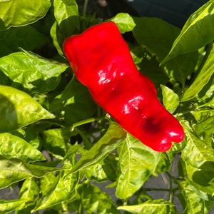 Puede incluir: Un pimiento rojo brillante creciendo en una planta de pimiento verde. El pimiento es largo y delgado con una punta puntiaguda.