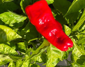 Urfa Biber Isot Paquete de semillas premium de chile picante de pavo turco