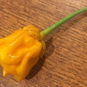 Może przedstawiać: Jasnożółty papryka habanero z zieloną łodygą. Papryka ma pomarszczoną, nierówną fakturę.