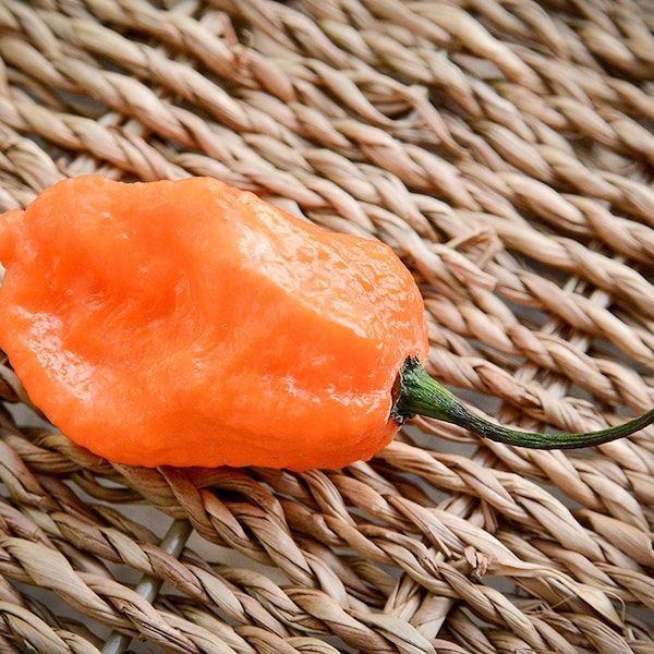Orange Bhut (Ghost) Copenhagen BOC Pepper Premium Seed Packet