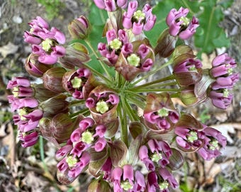 Kroontjeskruid vlinder Asclepias amplexicaulis premium zaadpakket Monarch