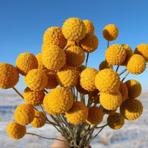Può includere: Un bouquet di billy buttons gialli, noti anche come Craspedia, contro un cielo blu limpido. Le teste dei fiori rotonde e strutturate sono di un giallo vibrante e gli steli sono di colore marrone chiaro. Lo sfondo mostra un campo innevato.