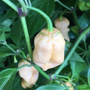 Puede incluir: Primer plano de un chile habanero blanco creciendo en una planta. El chile tiene una textura única y abultada y está rodeado de hojas verdes.