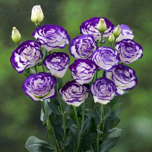 May include: A bouquet of purple and white Lisianthus flowers. The petals have a ruffled appearance with a deep purple edge that fades into white. Green stems and leaves provide a contrasting backdrop against the blurred green background.