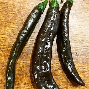 Pasilla Apaseo "Little Raisin" Chili Oaxaca Chilaca Chili Heirloom Pepper Premium Seed-pakket