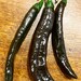 Semillas De Pasilla Apaseo Little Raisin Chile Oaxaqueño Chi | Meses