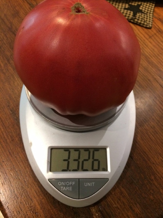 Groen Zac Welt Rekord grte Heirloom Tomaten Premium Saatgut Packet