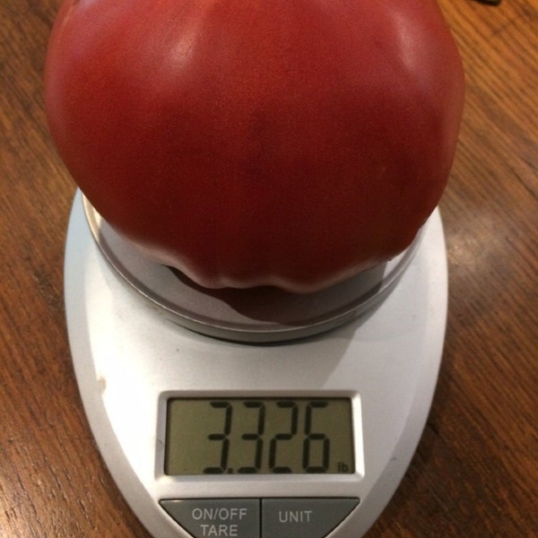 Big Zac World Record plus grand Heirloom tomate Premium paquet de graine