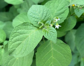 Managu Kikuyu African Black Nightshade Premium Seed Packet