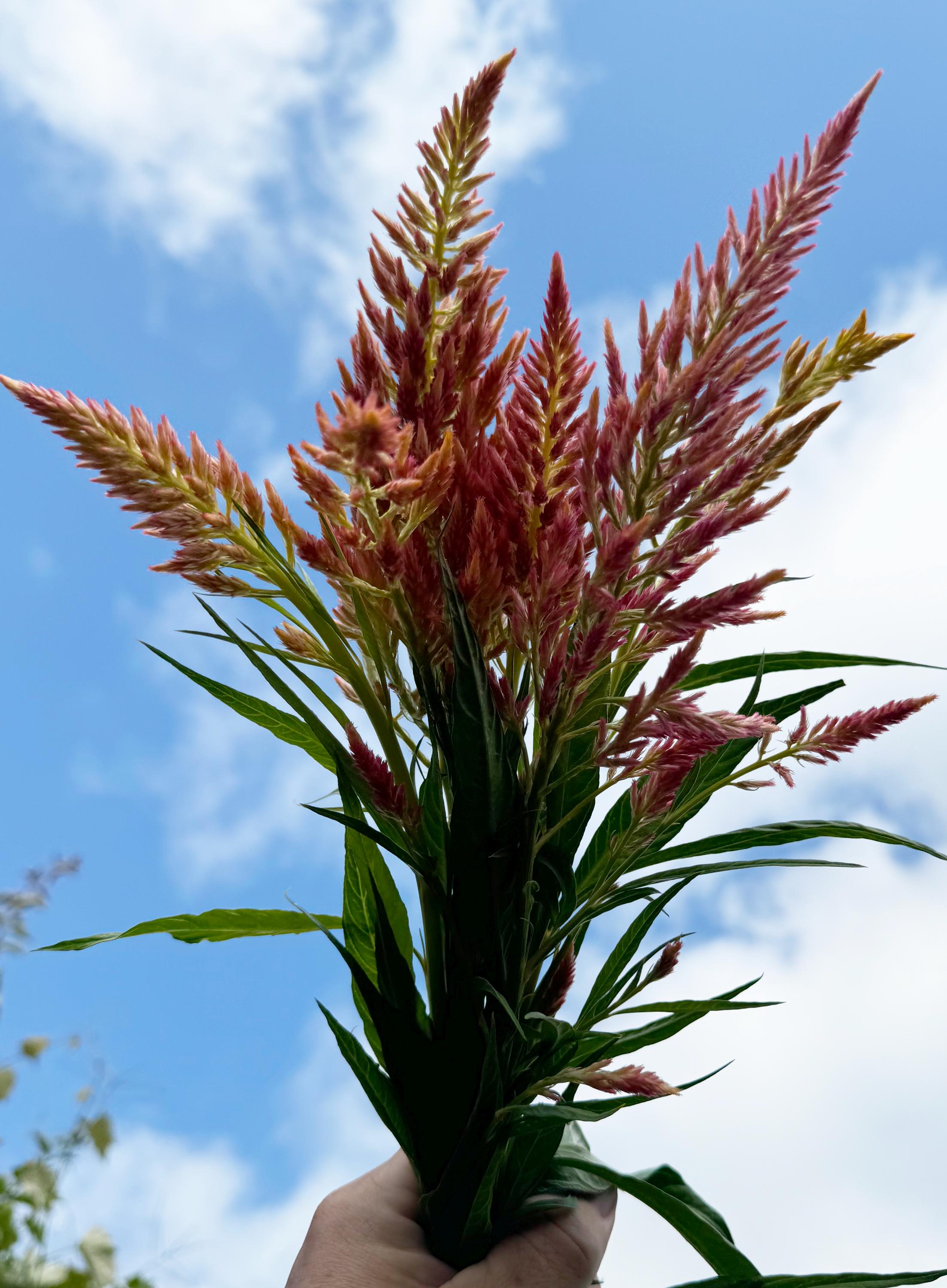Spun Sugar Celosia Argentea Plumosa Cut Flower Seed Packet for