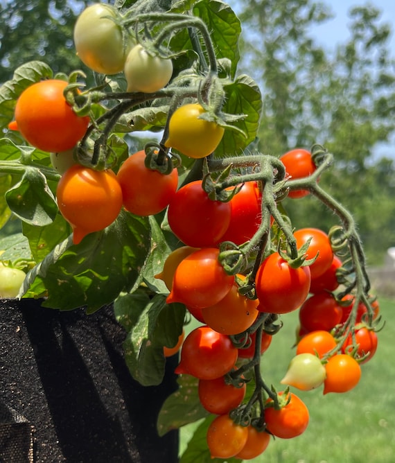 Valentines Day Orange Heart Micro Dwarf Bonsai Tomato Premium Seed Packet
