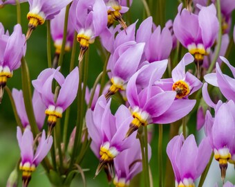 Semillas premium de flores silvestres de pradera Dodecatheon meadia de Midland Shooting Star para plantar