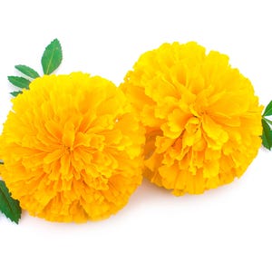 Könnte beinhalten: Zwei leuchtend gelbe Ringelblumen mit grünen Blättern. Die Blüten sind in voller Blüte und haben eine weiche, flauschige Textur.