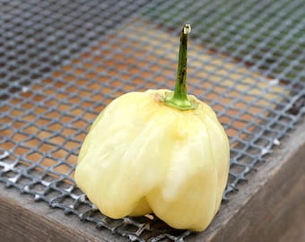 Reuze witte Habanero Heirloom peper Premium zaad Packet