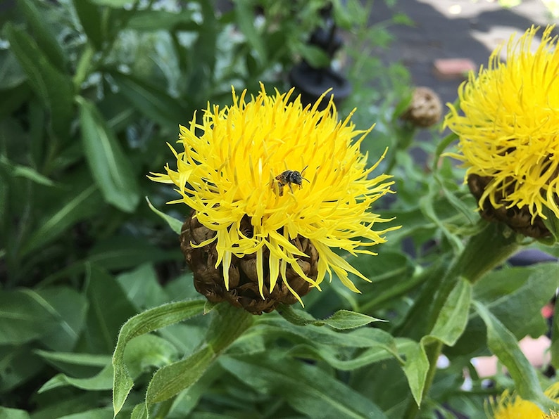 Yellow Armenian Basketflower Knapweed Premium 10 Seed Packet