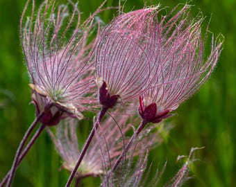 Semillas premium de flores silvestres de pradera Geum triflorum para plantar