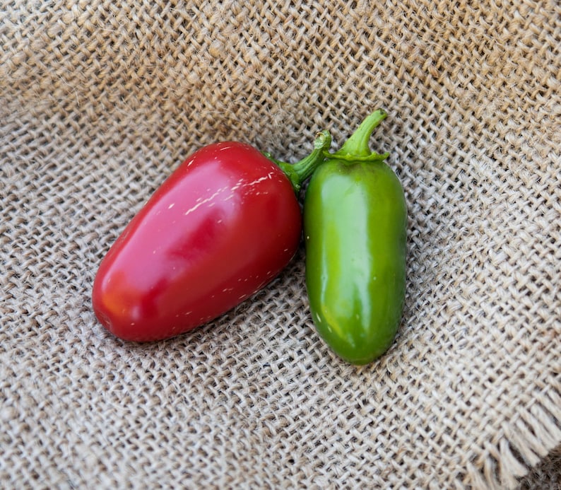Huge Jalmundo Jalapeno Pepper Premium Seed Packet Perfect for Etsy