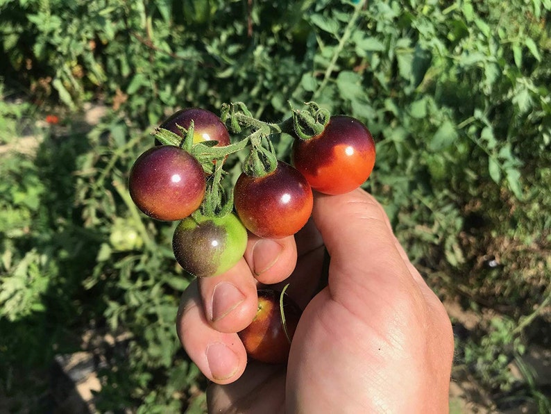 Sherwoods Seeds Blue Berries Cherry Heirloom Tomato Seed - Thumbnail 2