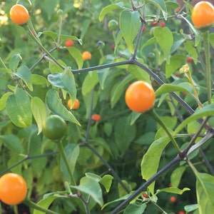 Amarillo gele Chiltepin Heirloom peper Premium zaad Packet + meer