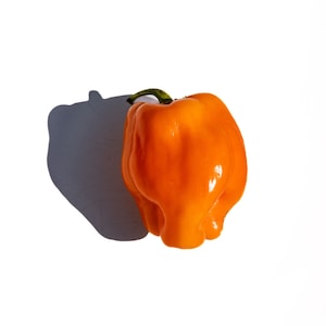 Petit Marseillais French Heirloom Pepper Premium Seed Packet
