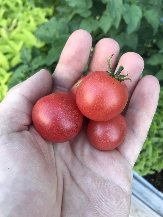 Rosy Finch Micro Dwarf Japanese Bonsai Tomato Premium Seed Packet - Etsy