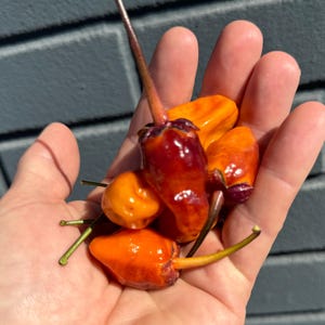 Op de afbeelding: Een handvol rijpe, kleurrijke chilipepers. De pepers variëren in kleur van helder oranje tot diep rood met groene stelen. De pepers zijn glad en glanzend, en de foto is gemaakt in natuurlijk licht.