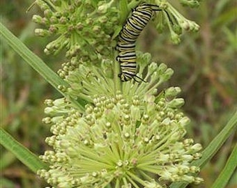 Hög grön mjölkörtfjäril Asclepias hirtella Premiumfröpaket Monarch