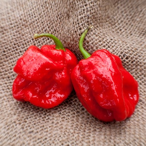 May include: Two bright red habanero peppers on a brown burlap background.