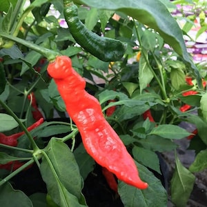 Puede incluir: Un primer plano de un chile rojo creciendo en una planta con hojas verdes. El chile es largo y delgado, con una forma ligeramente curvada. La planta está en una maceta y el fondo está desenfocado.