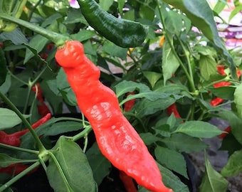 May include: A close-up of a red chili pepper growing on a plant with green leaves. The pepper is long and thin, with a slightly curved shape. The plant is in a pot, and the background is blurred.