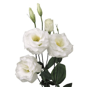 May include: A bouquet of white lisianthus flowers with green stems and buds.