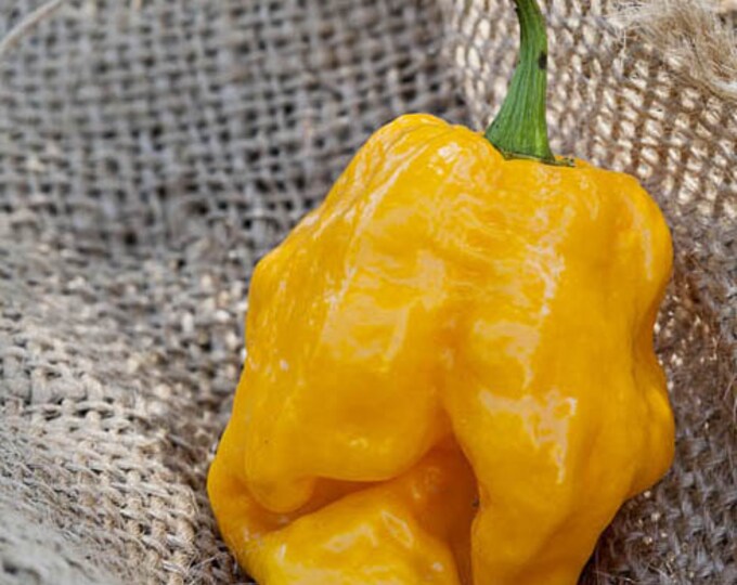 Jamaican Hot Chocolate Habanero Heirloom Pepper Premium Seed Etsy