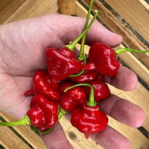 Aji Cachucha Red Sweet Pepper Premium Seed Packet More image 3