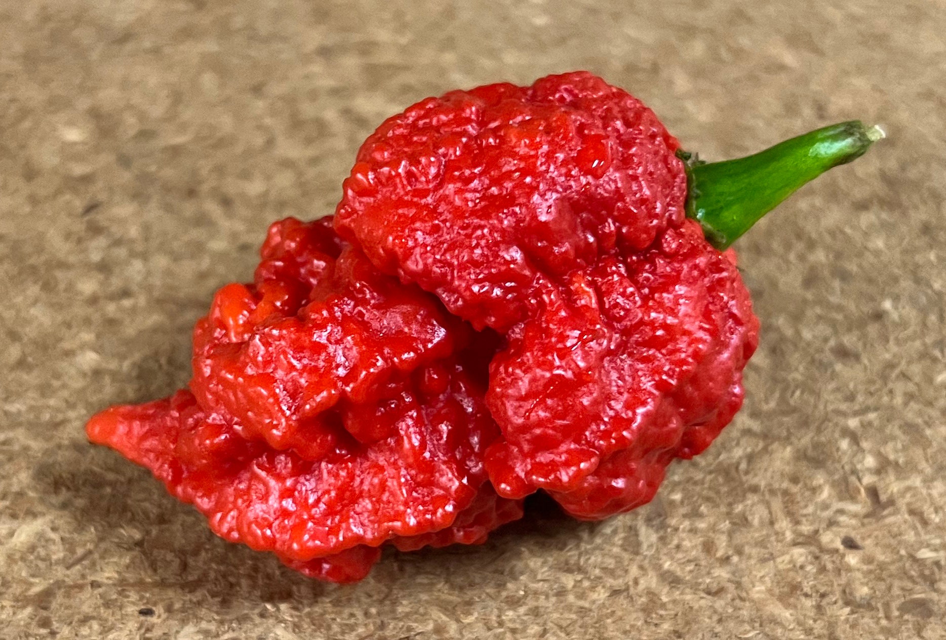 The Beast Red (Naga Brains x Carolina Reaper Cross) Ultrahot Pepper Premium Seed Packet