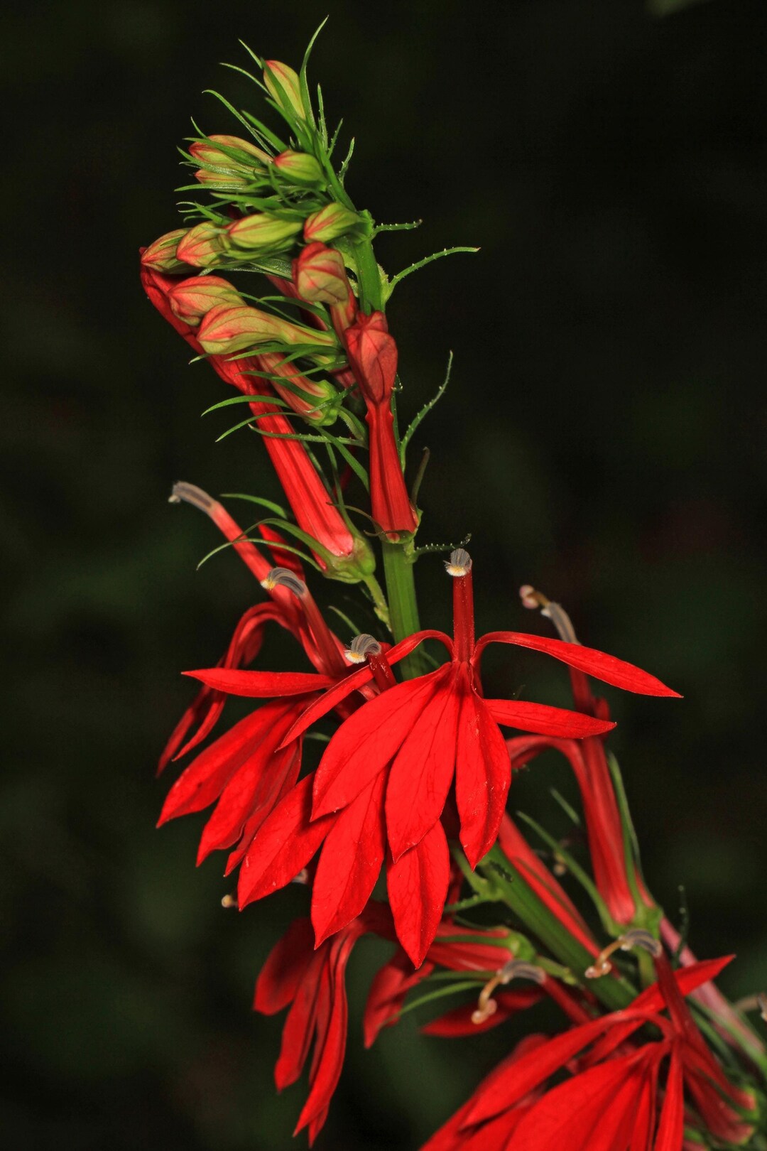 Cardinal Flower Lobelia Cardinalis Meadow Wildflowers Premium