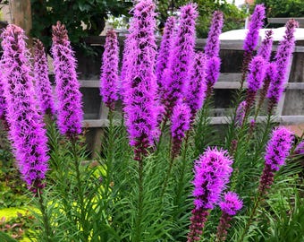 Liatris spicata, estrella llameante de pantano, flores silvestres de pradera, semillas premium para plantar