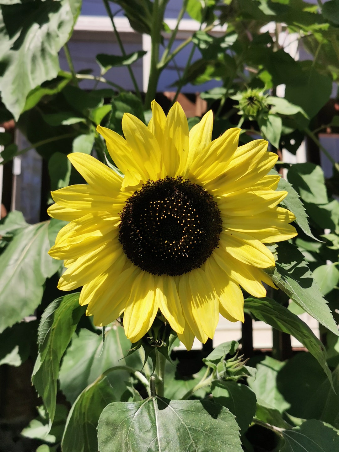 Procut Lemon Sunflower Autumn Cut Flowers Premium Seed Packet Etsy